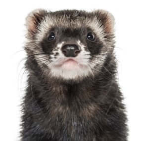 Gray Ferret