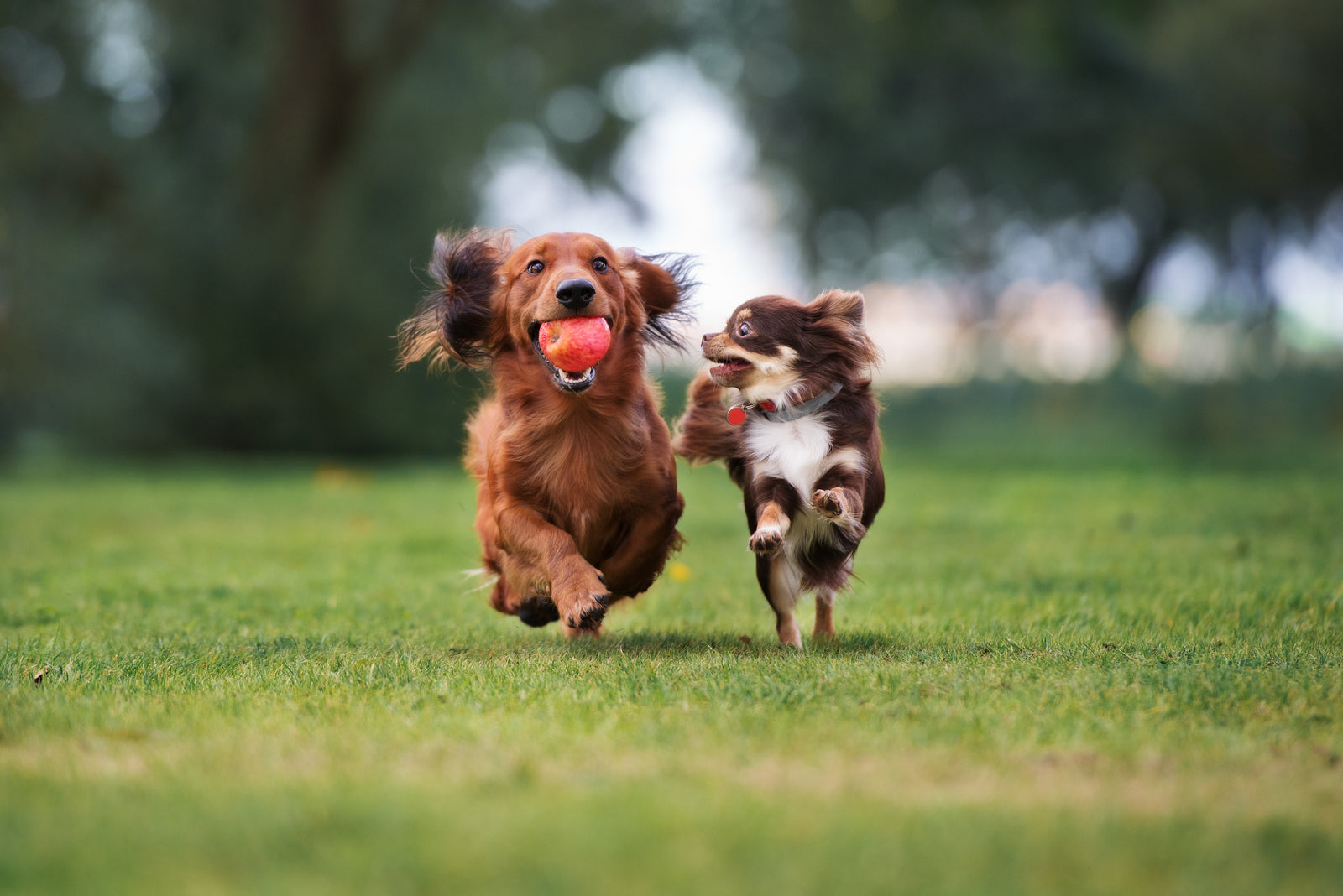 Pet Playdates and How to Make Them Great!