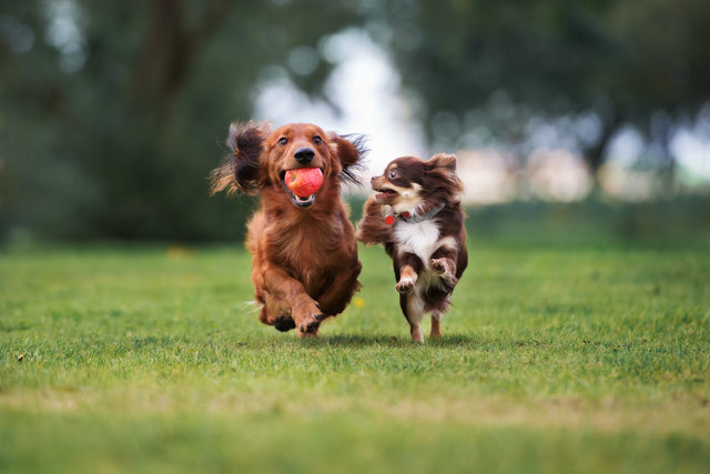 Pet Playdates and How to Make Them Great!