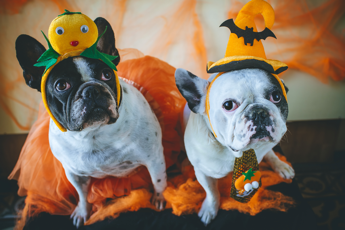 Picture Perfect Dog Costumes to Treat Your Furry Friends [Costume Guide] -   Blog