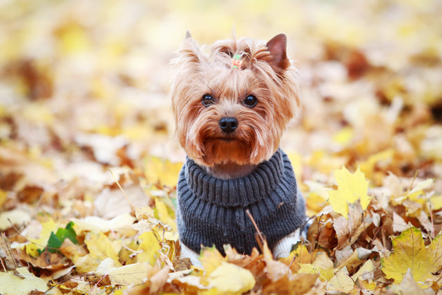 Considering a DNA Test for Your Dog? Read This!
