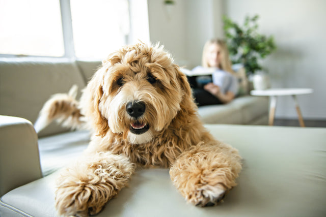 Why Older Dogs Are the Best Dogs