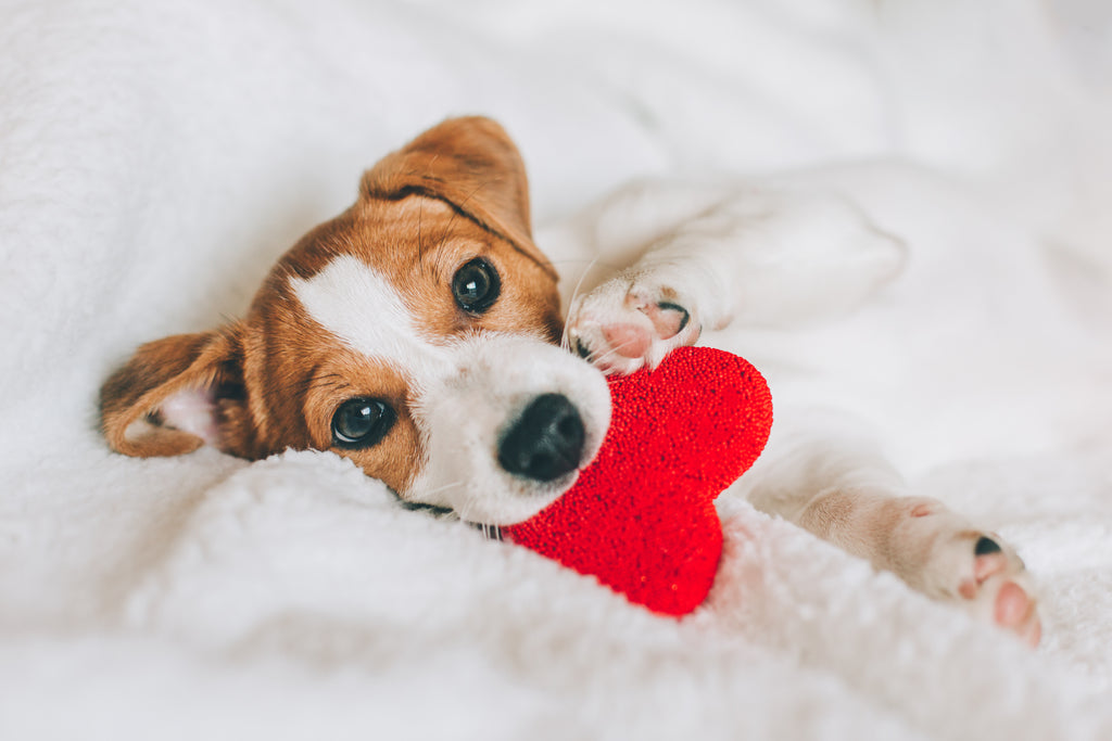 Heartworm and Your Pets