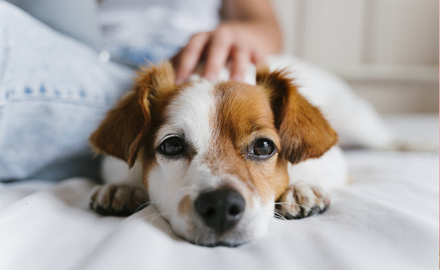 Top 7 Dog Poisons You Should Know About