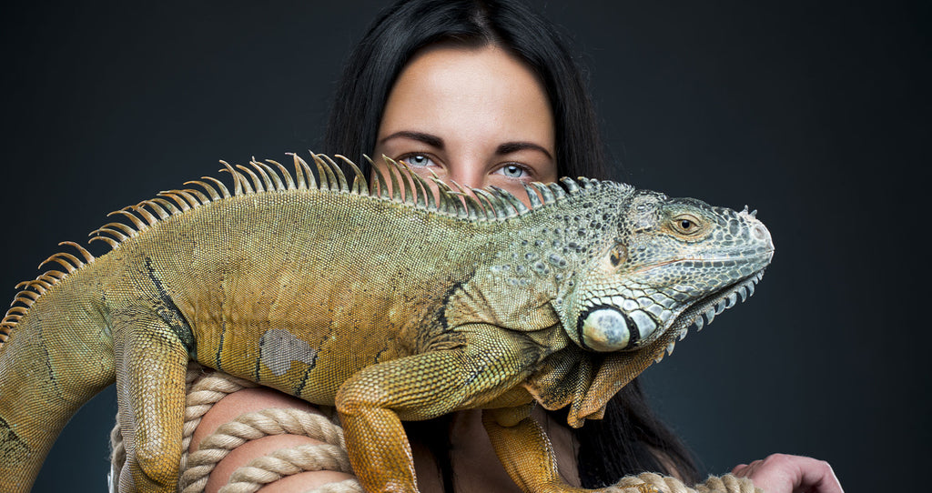 Iguanas Are Interesting Pets, and Here Are Five Facts to Prove It!