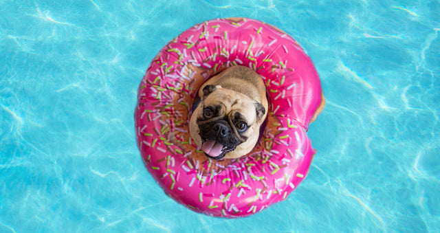 5 Ways to Keep Your Pet Healthy and Happy