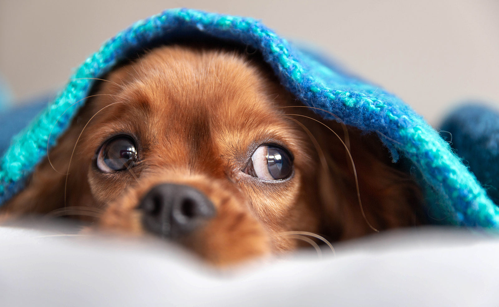 Signs of Anxiety in Your Pet