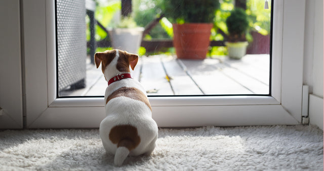 How to Help Your Pet Deal With Anxiety
