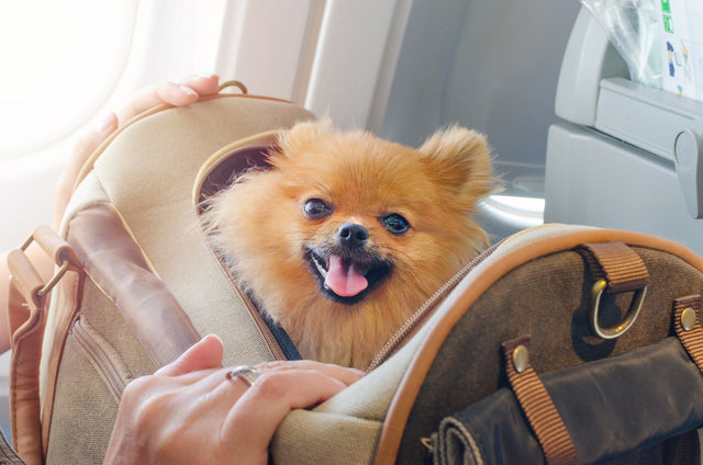 Service Dogs, Therapy Dogs, and Emotional Support – What is the Difference?