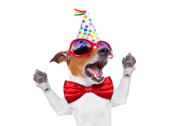 Celebrate Spoil Your Dog Day!