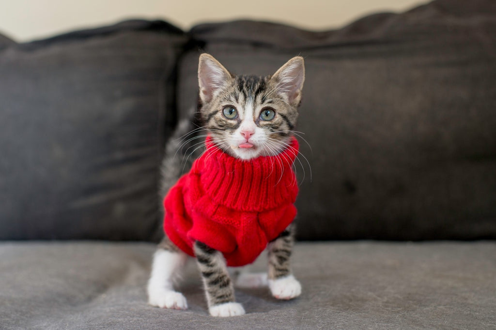 Kitten in red sweater