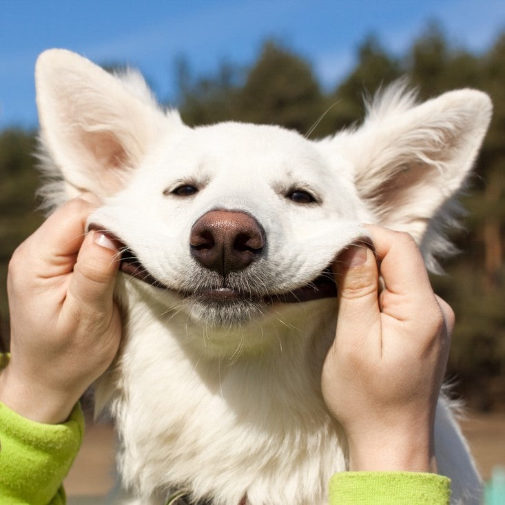 Person holding dogs mouth in a smile