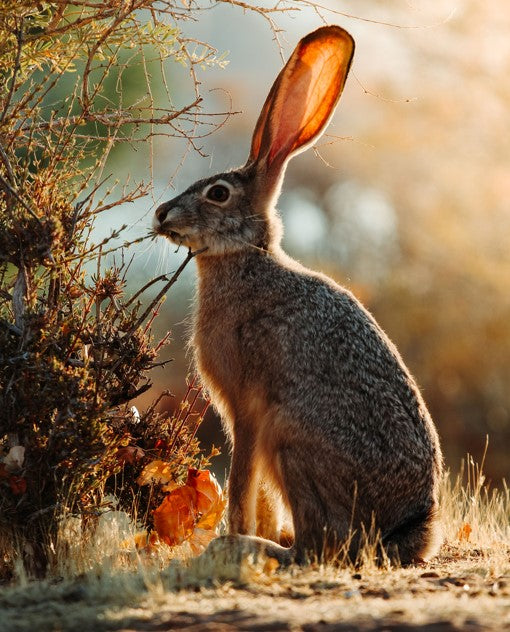 Gray rabbit with huge ears in the wild