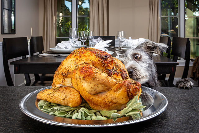 Dog looking at Turkey