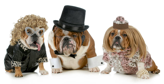 Including Your Pets in a Fun-Filled Halloween