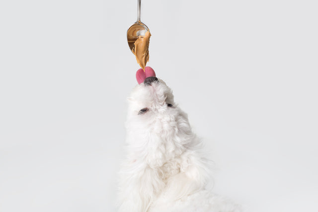 Dogs and Peanut Butter - Benefits, Safety, and Delicious Recipes