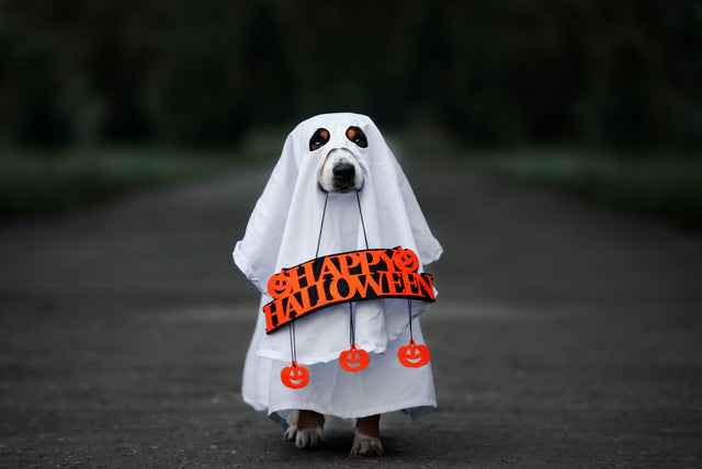 DIY Halloween Costumes for Dogs