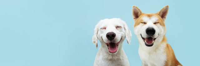 Creating a Multi-Pet Household: The Joy and the Journey