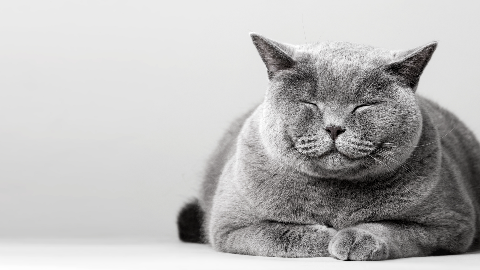 fat gray cat