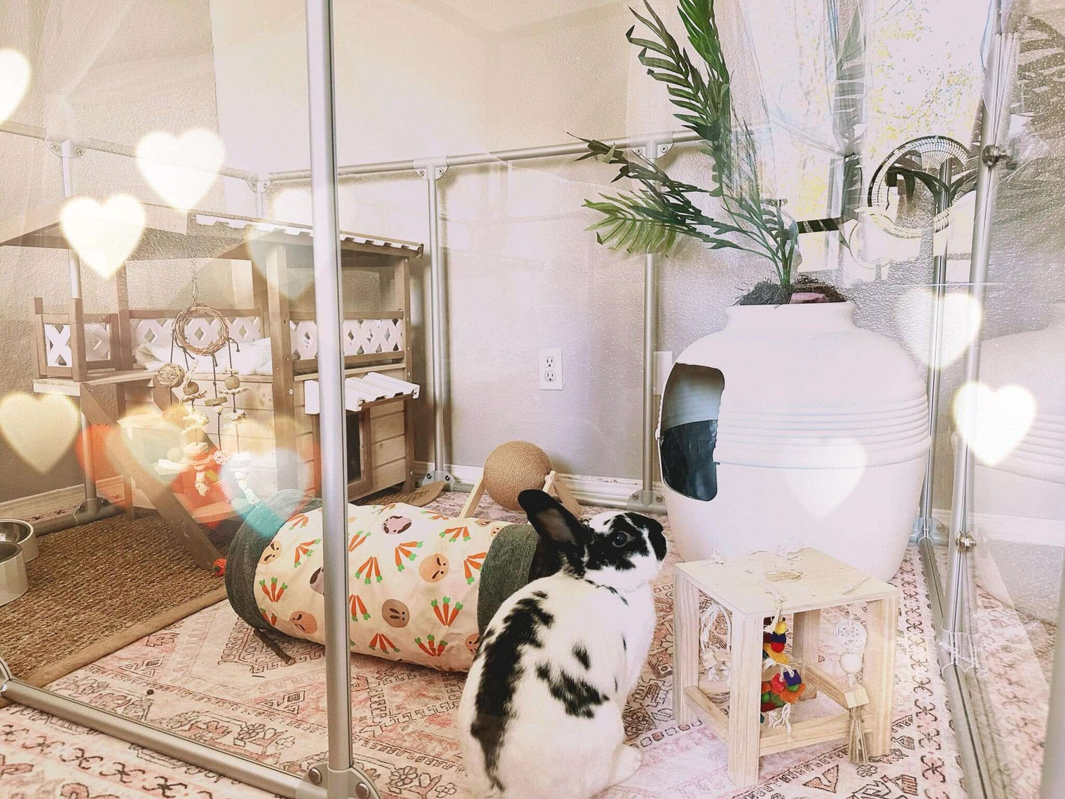 Black and White rabbit inside 36 inch height large dog pen in silver color with lots of accessories.