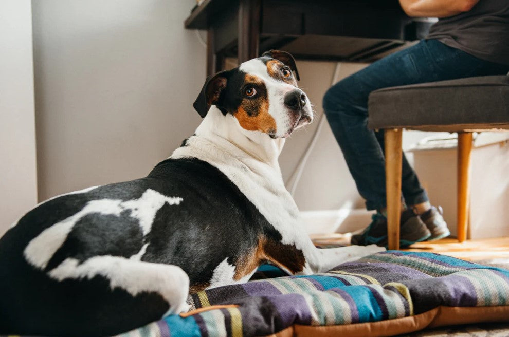Dog lying on a P.L.A.Y Chill Pad from the Horizon Series near a desk with person sitting nearby