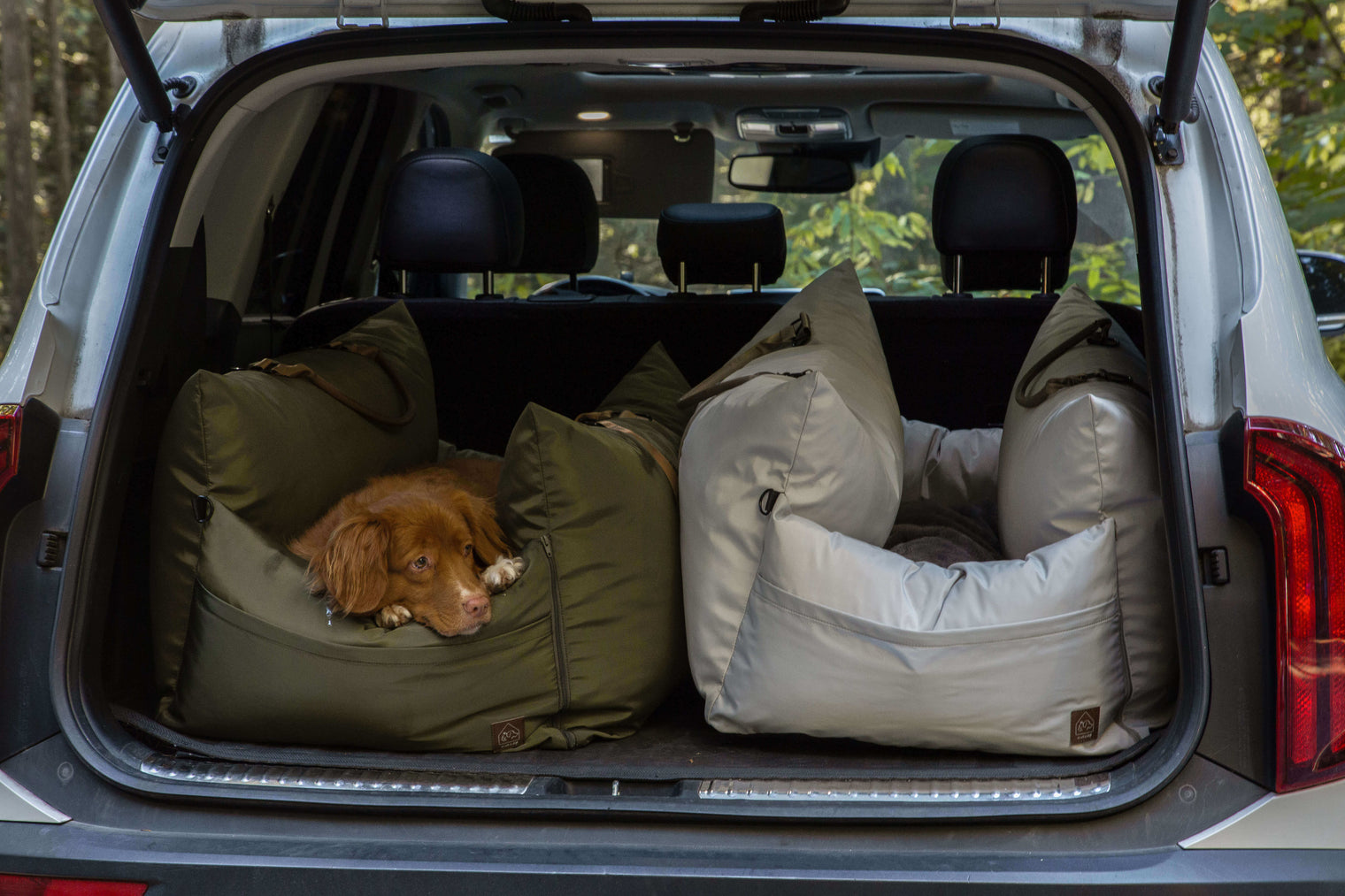 2 dogs in tailgate of car in travel beds