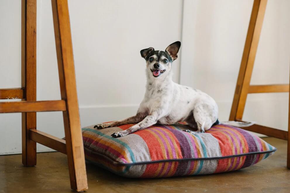 Small dog resting on colorful P.L.A.Y. Horizon Pillow Bed with rich earthy hues and durable woven fabric, perfect for cozy retreats.