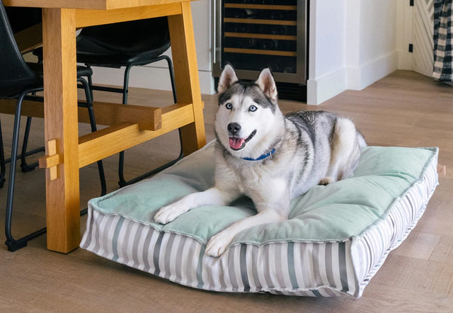 Husky laying on P.L.A.Y. Seaside Boxy Bed with reversible striped design in home interior.