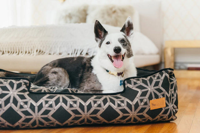 Happy dog lounging on P.L.A.Y. Solstice Lounge Bed with geometric patterns in a cozy room