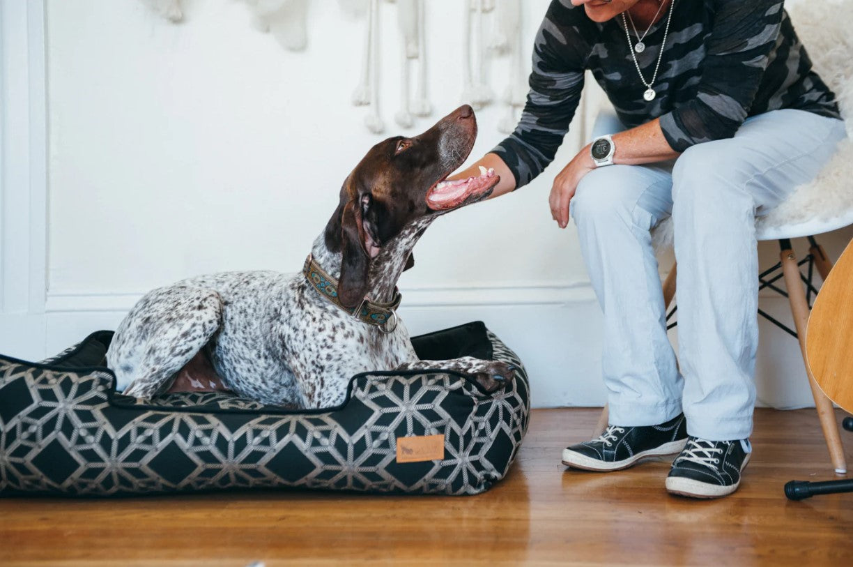 Dog lounging on P.L.A.Y. Solstice Lounge Bed in geometric pattern while owner petting its head in a stylish room.