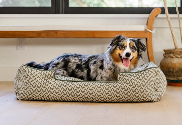 Australian Shepherd lounging in a cozy bolster style dog bed with elevated sides in a serene home setting.