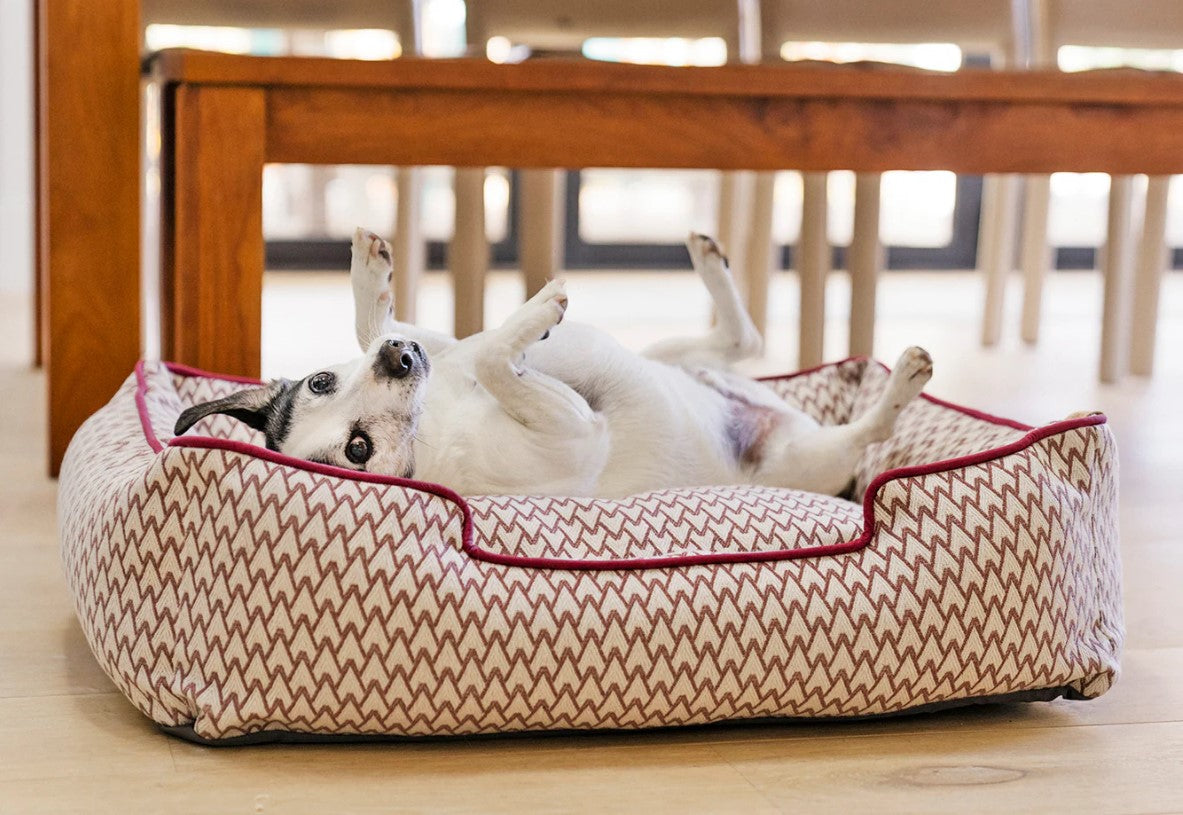 Small dog relaxing in a P.L.A.Y. Vineyard Lounge bolster style dog bed with elevated sides and vibrant cabernet red trim.