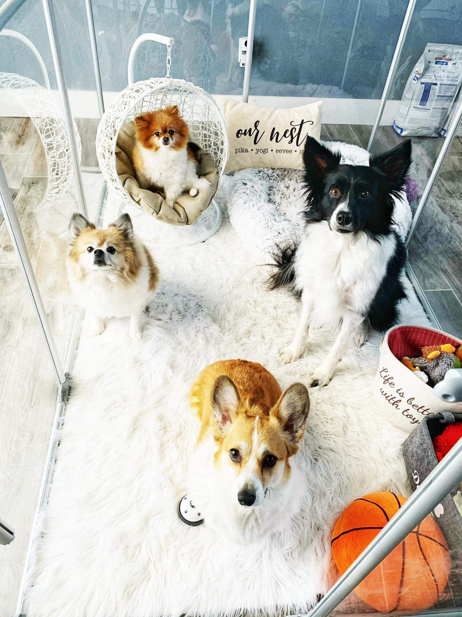 Four dogs inside 36 inch height large dog pen in silver color