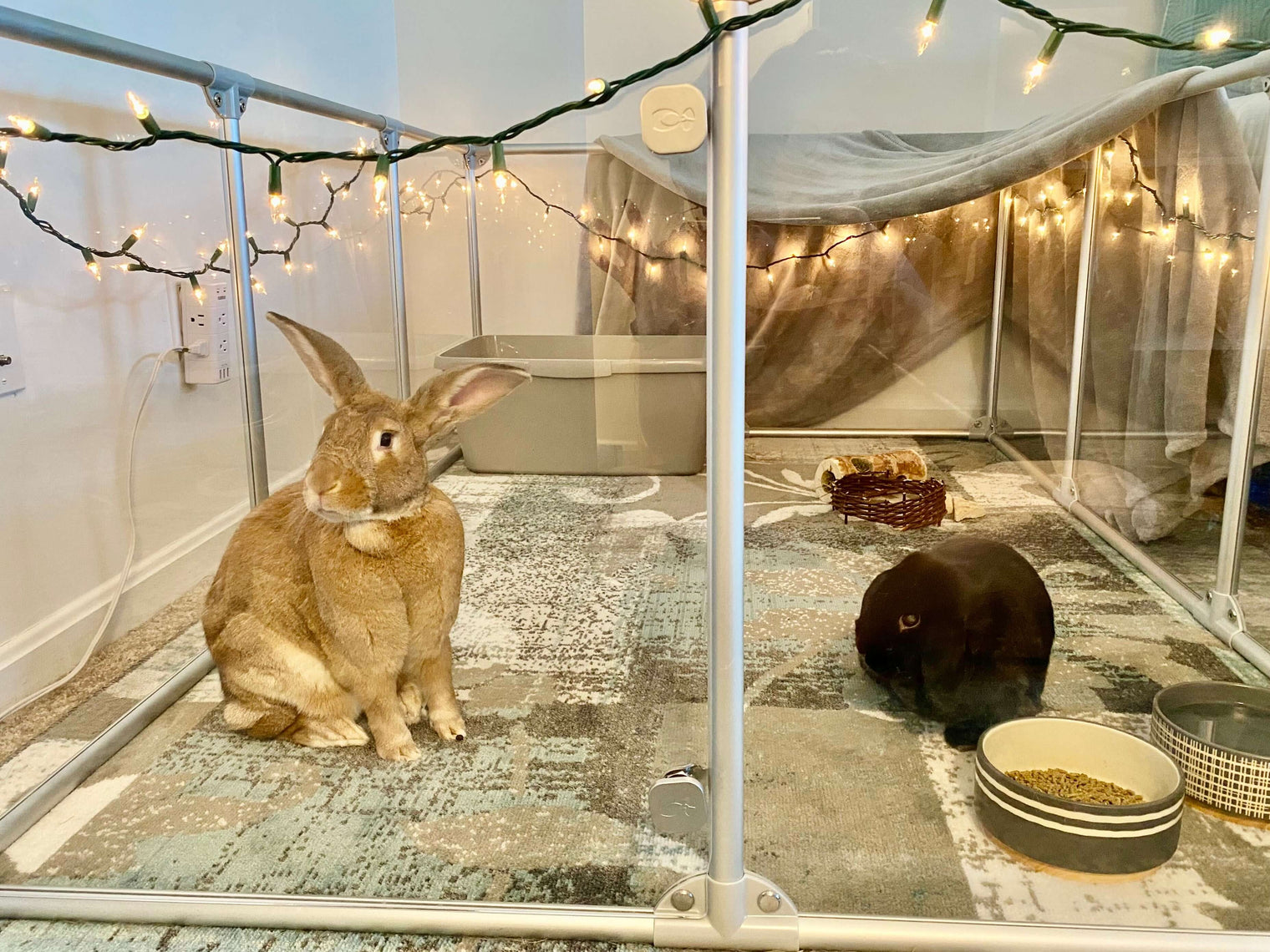 Two rabbits inside 36 inch height large dog pen in silver color