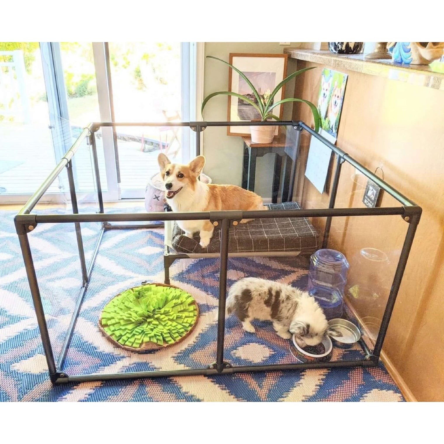 two dogs sitting inside 27" medium Lucidium pet pen in gunmetal