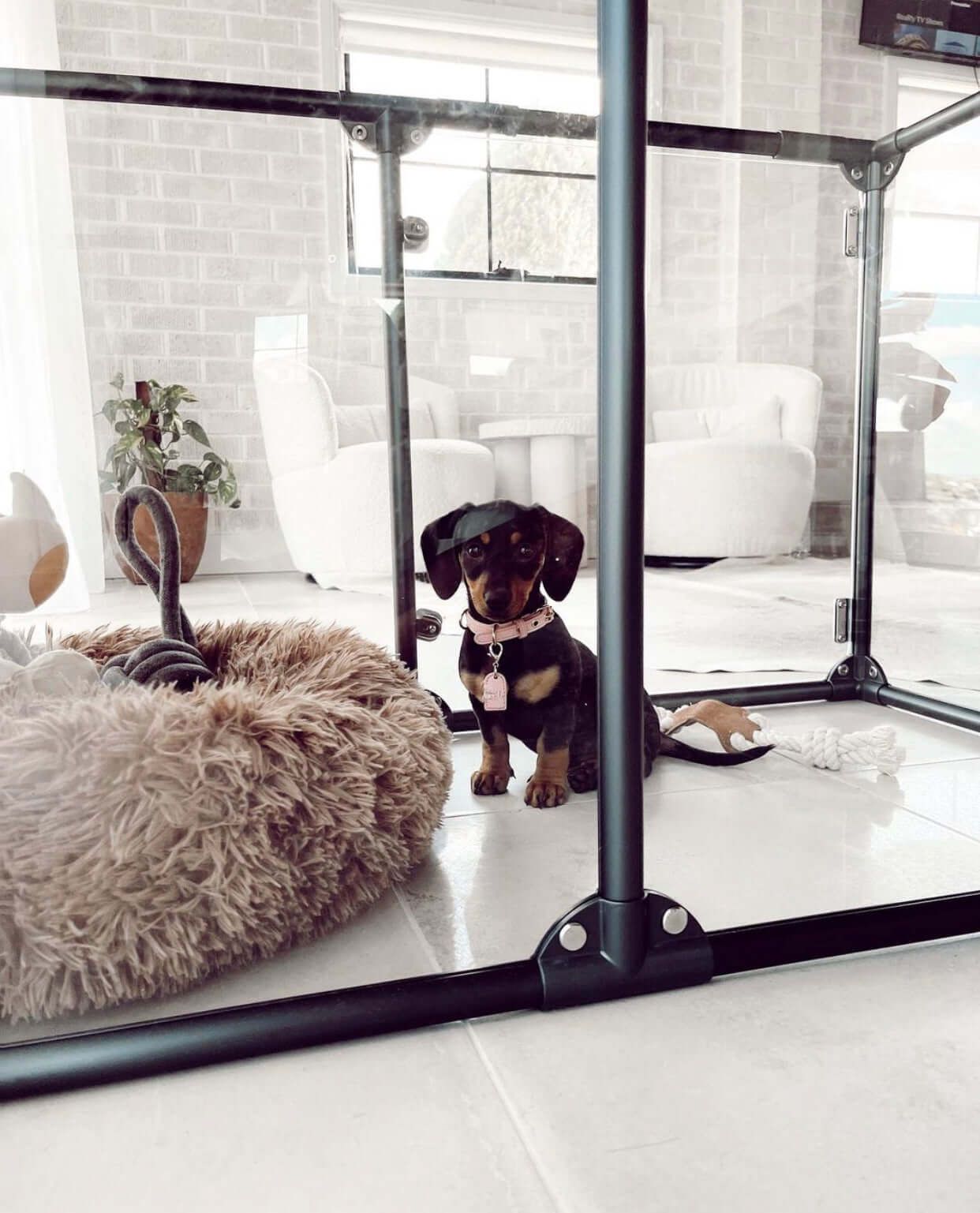Dachshund puppy in Small gunmetal 27" Lucidium pet pen.