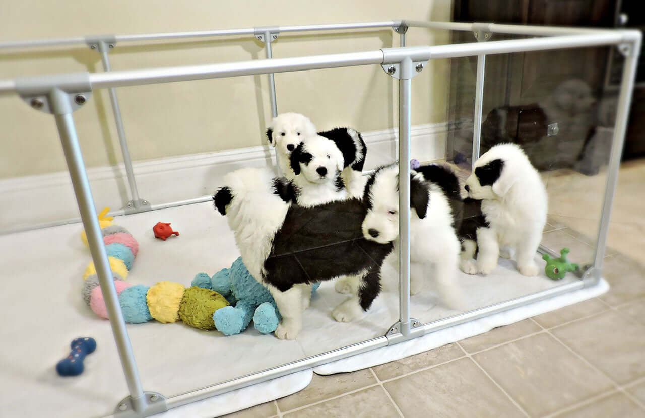 Sheep dog puppies in 27 inch height large dog pen in silver color