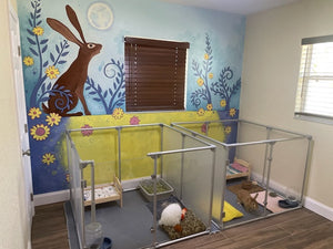 Two clear pet pens set up for boarding bunnies