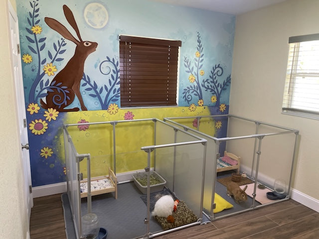 Two clear pet pens set up for boarding bunnies