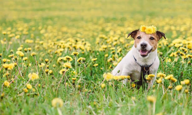 Dog in field of dandelions