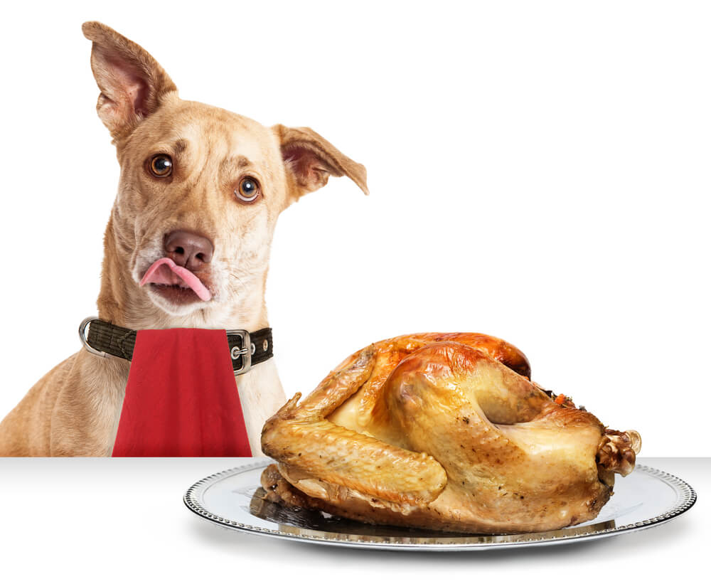 How to Make a Pet-Friendly Thanksgiving Dinner