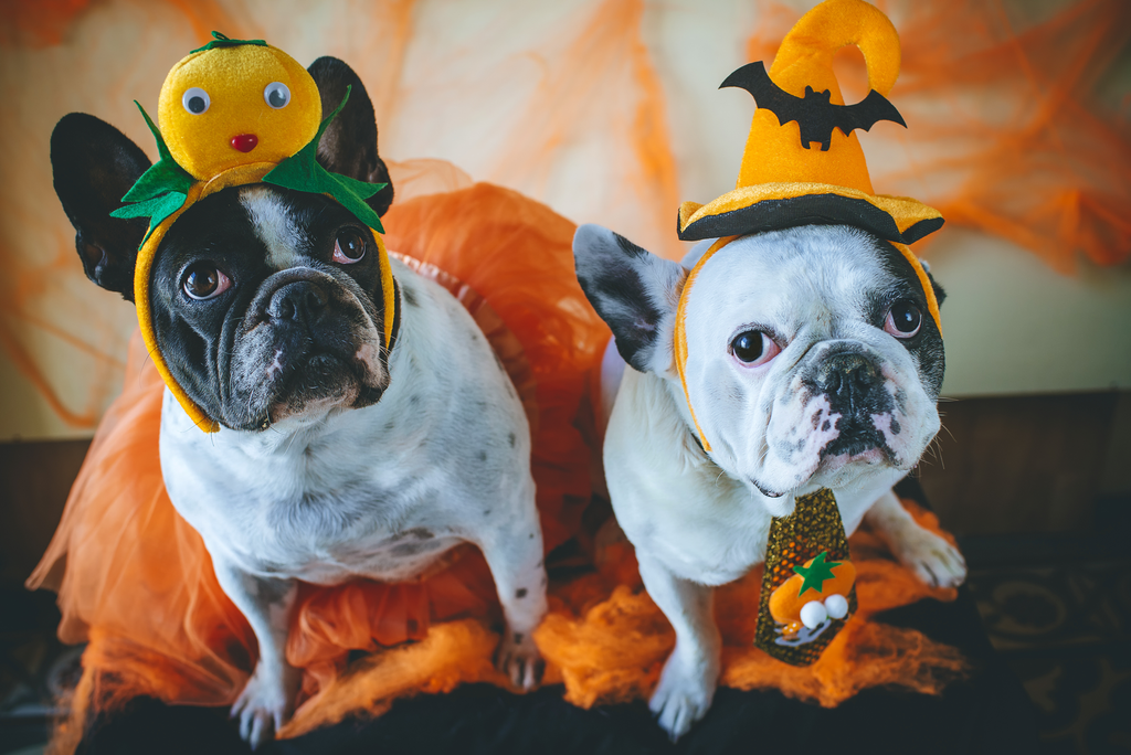 Halloween Costumes for Your Pets