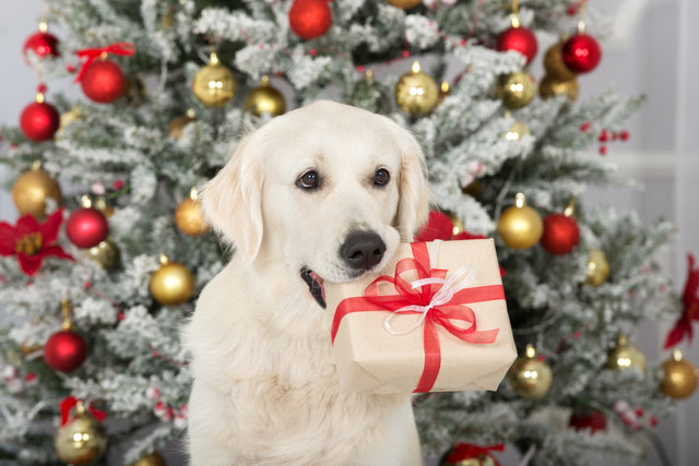 The Best New Tech for Man’s Best Friend