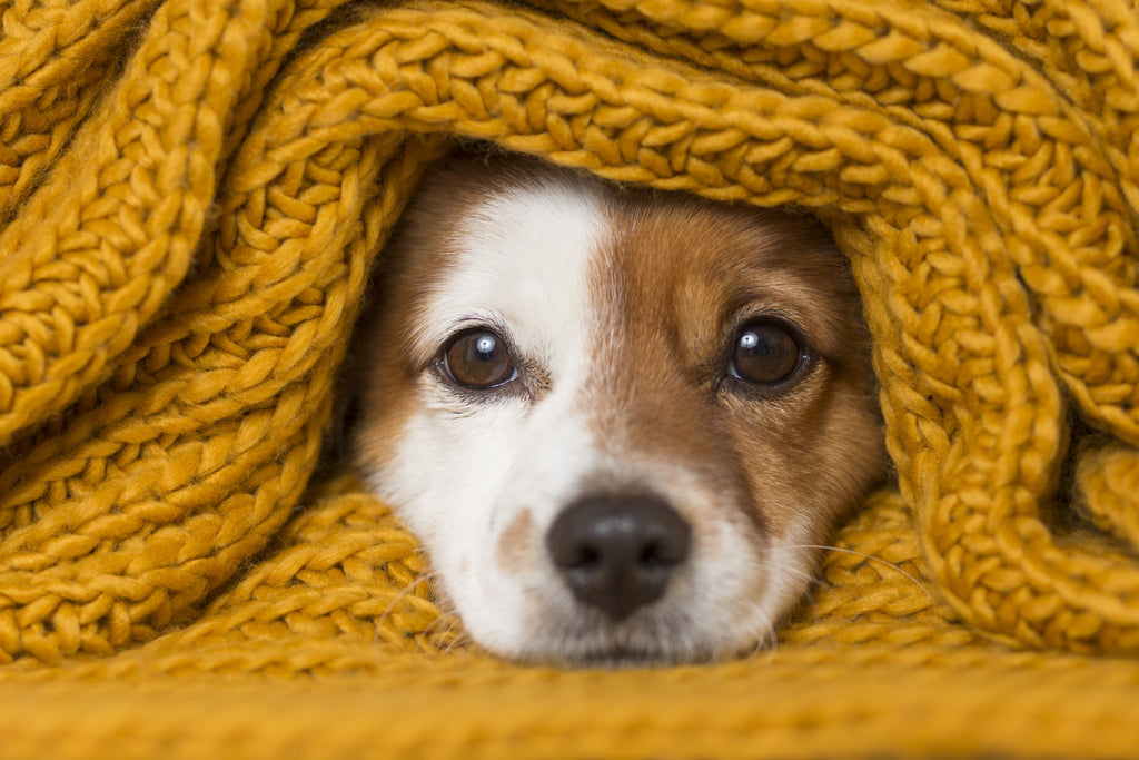 Does Your Dog Suffer From Separation Anxiety?