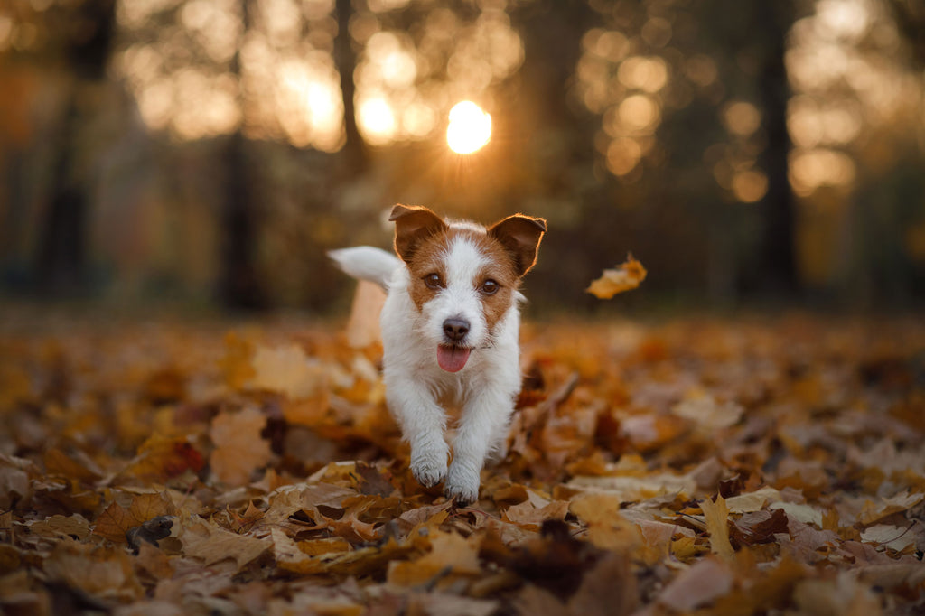 Fall Decor Ideas for Your Pet
