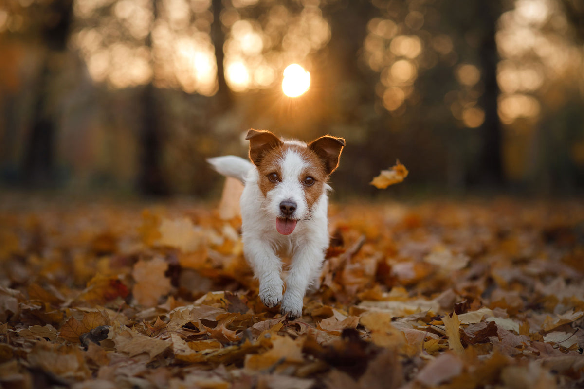 Fall Decor Ideas for Your Pet – Clearly Loved Pets