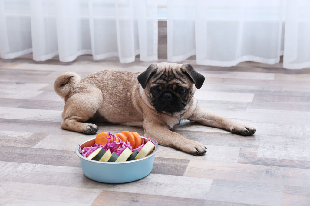 What You Should Know About a Raw Food Diet for Your Pets