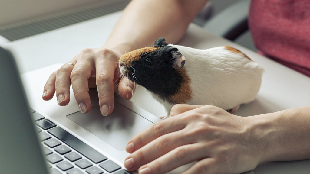 Is a Guinea Pig the Right Pet for You?