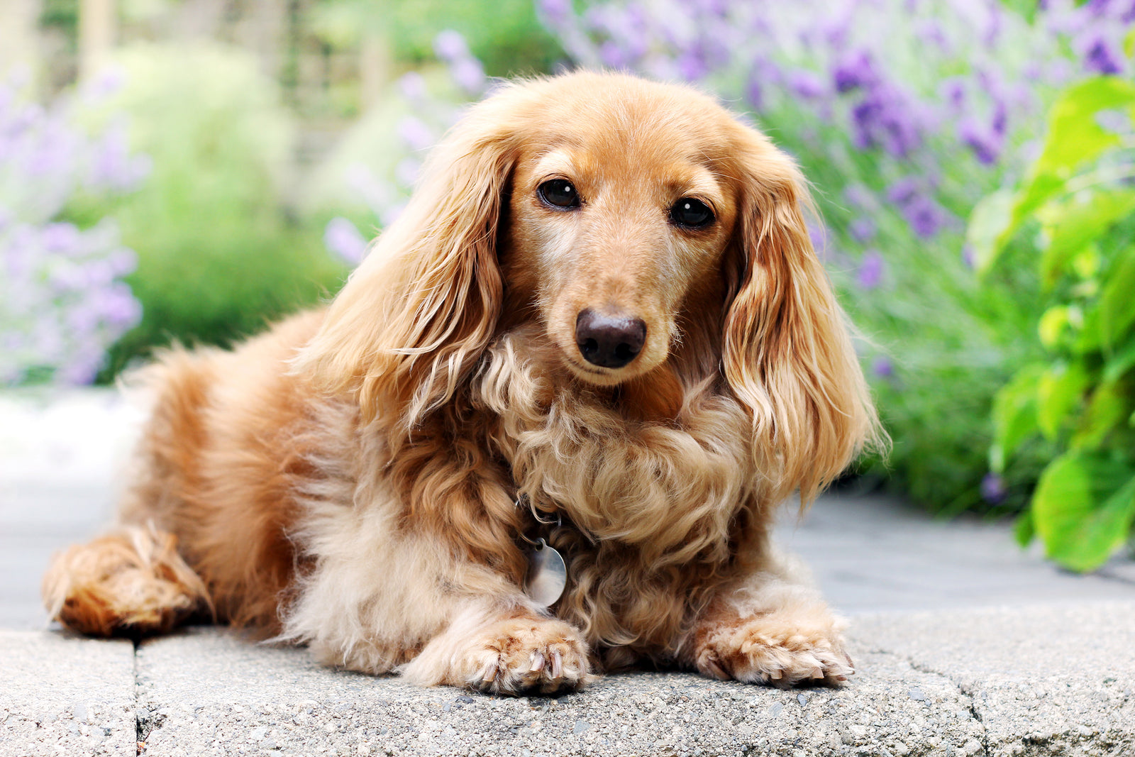 Pretty Long-Hair Dachschound dog laying down.