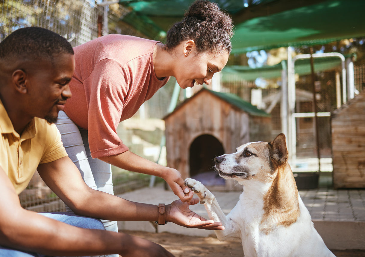 Couple Adopting Rescue Dog